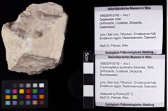 Foto (Objket + Etiketten) von Cracensigillatus acutirostris (Moericke, 1889) 